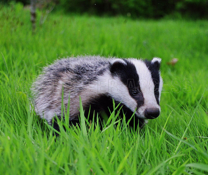 Badger Wallpapers