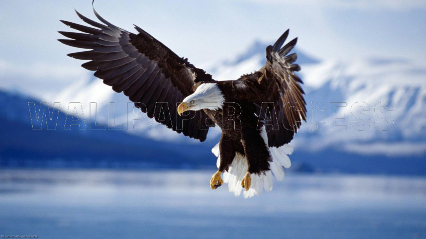 Eagle Wallpapers