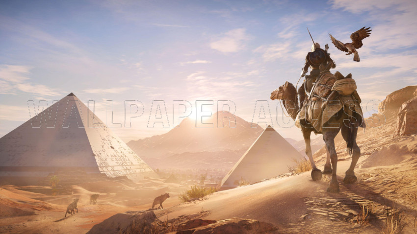Camel Wallpapers
