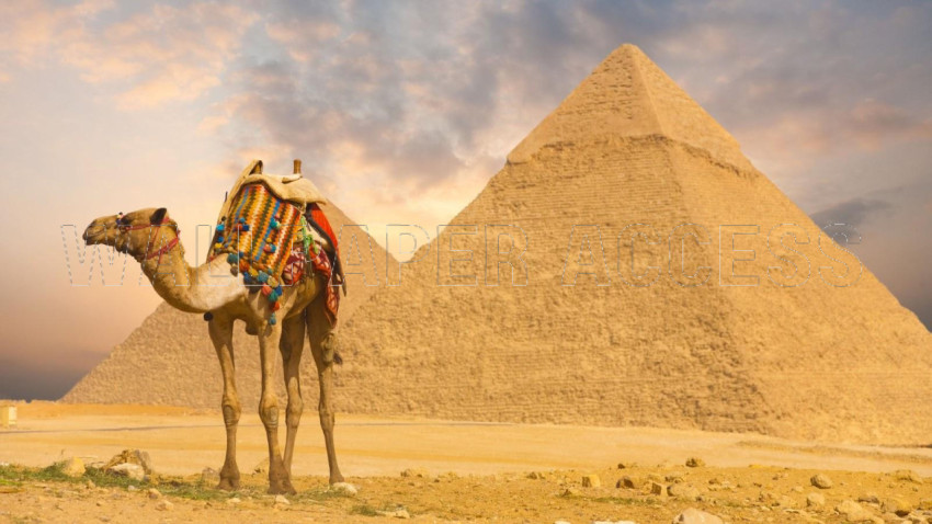 Camel Wallpapers