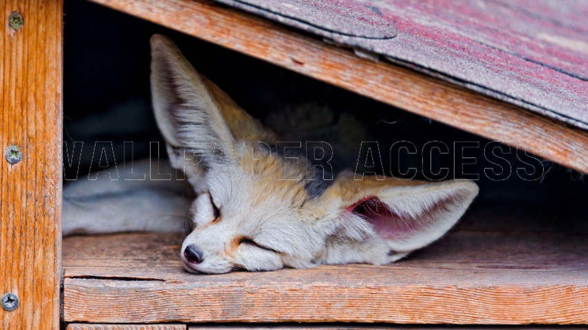 Fennec Fox Wallpapers