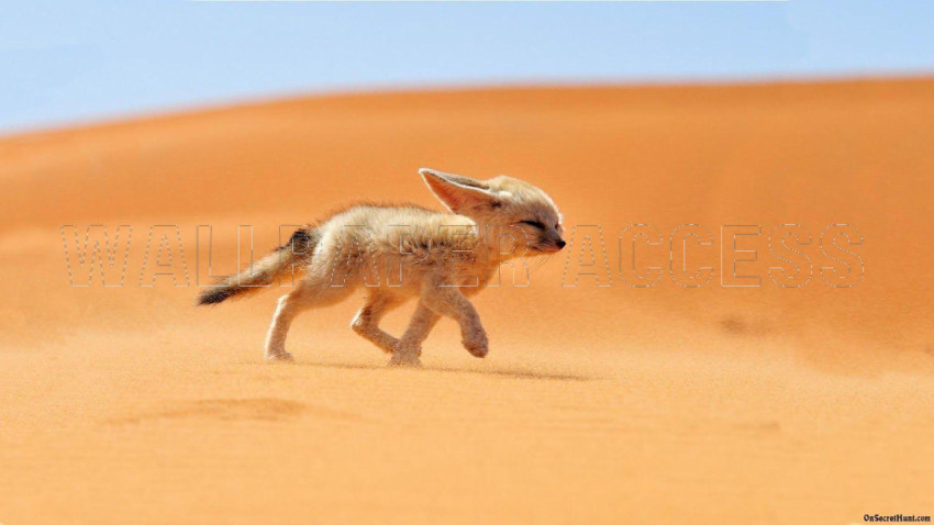 Fennec Fox Wallpapers