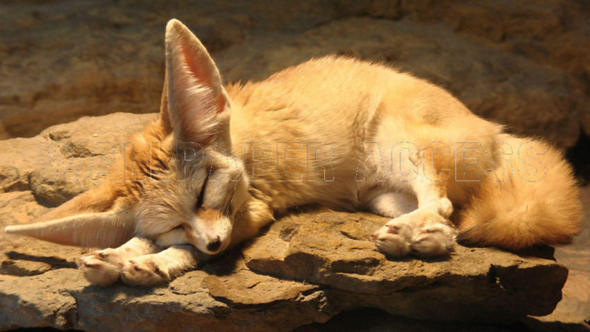 Fennec Fox Wallpapers