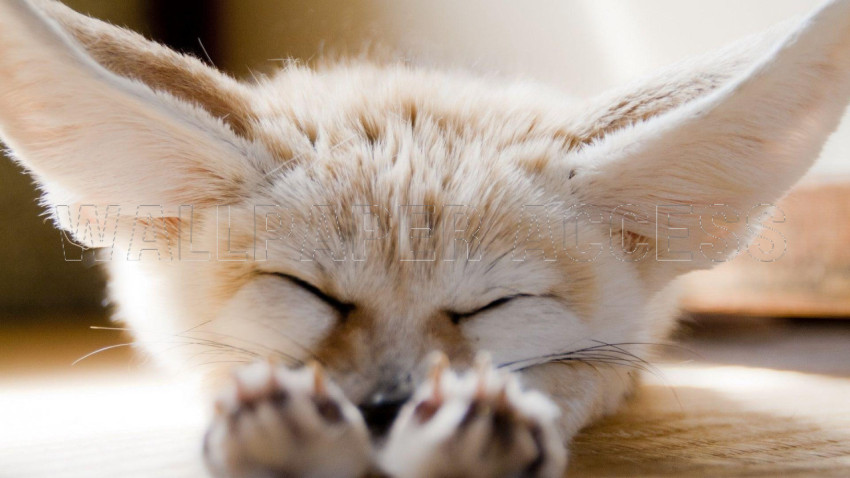Fennec Fox Wallpapers