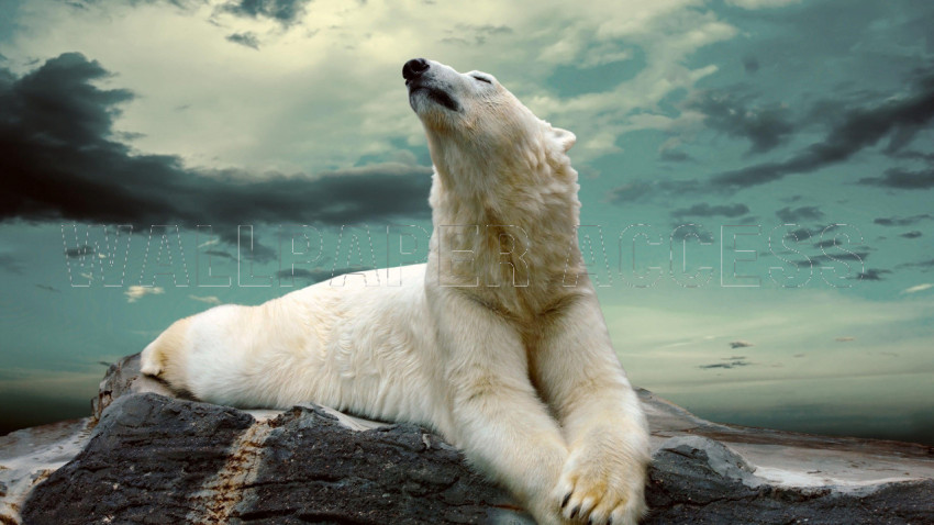Polar Bear Wallpapers