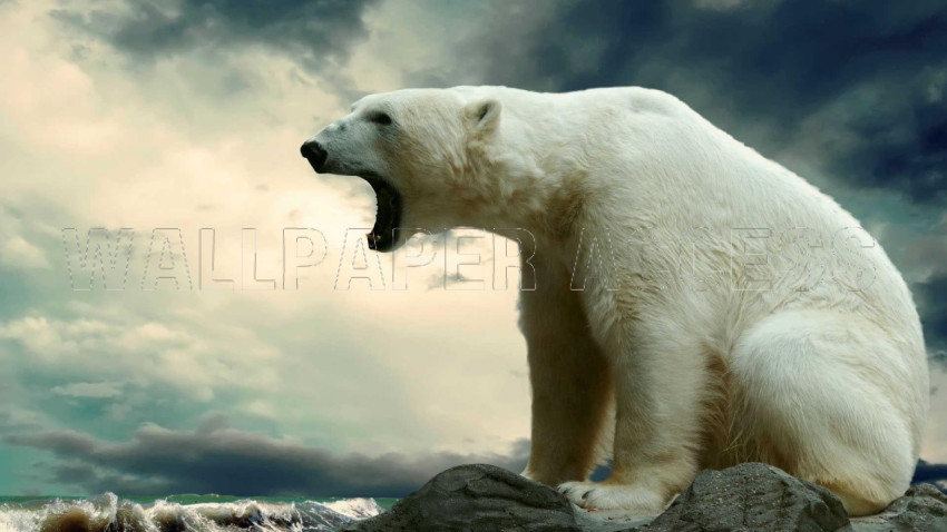 Polar Bear Wallpapers