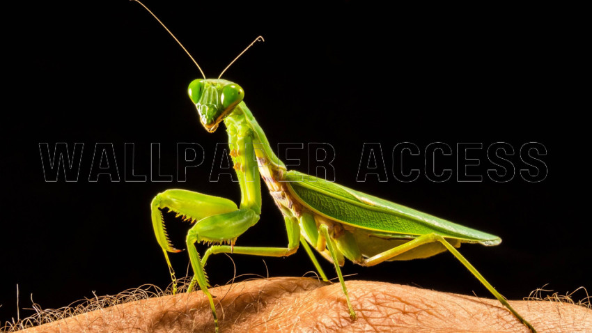 Mantis Wallpapers