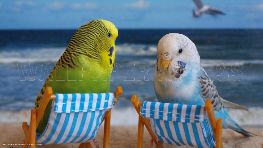 Parakeet Wallpapers