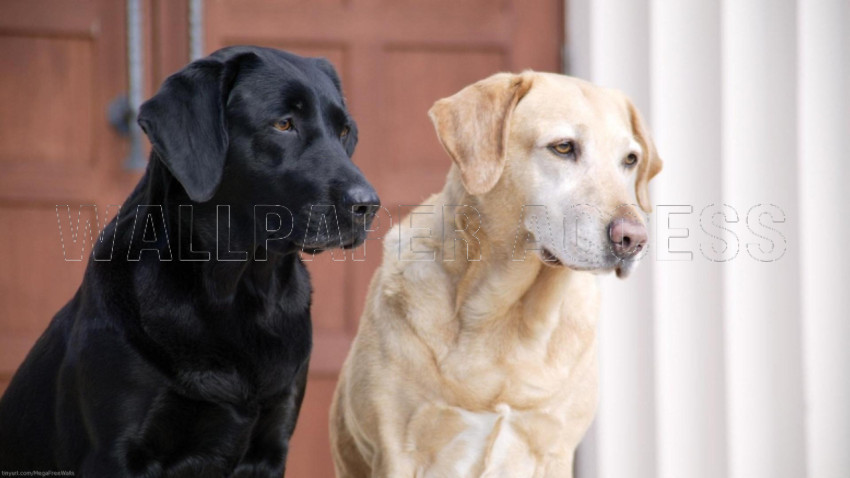 Labrador Wallpapers