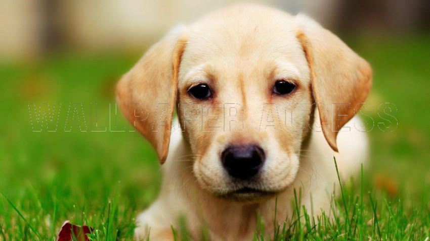 Labrador Wallpapers
