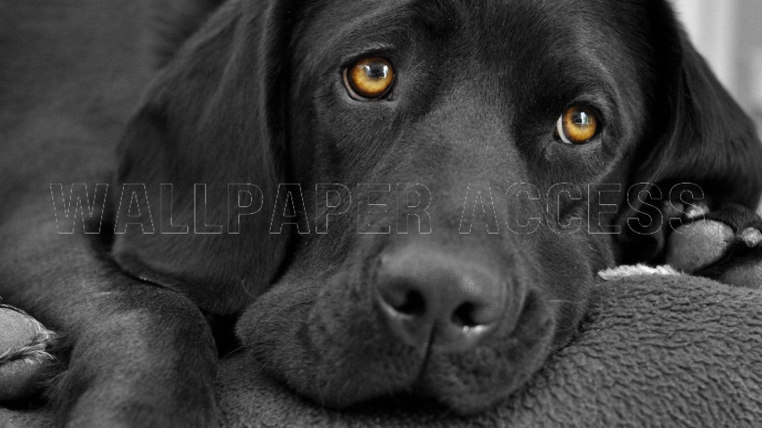 Labrador Wallpapers