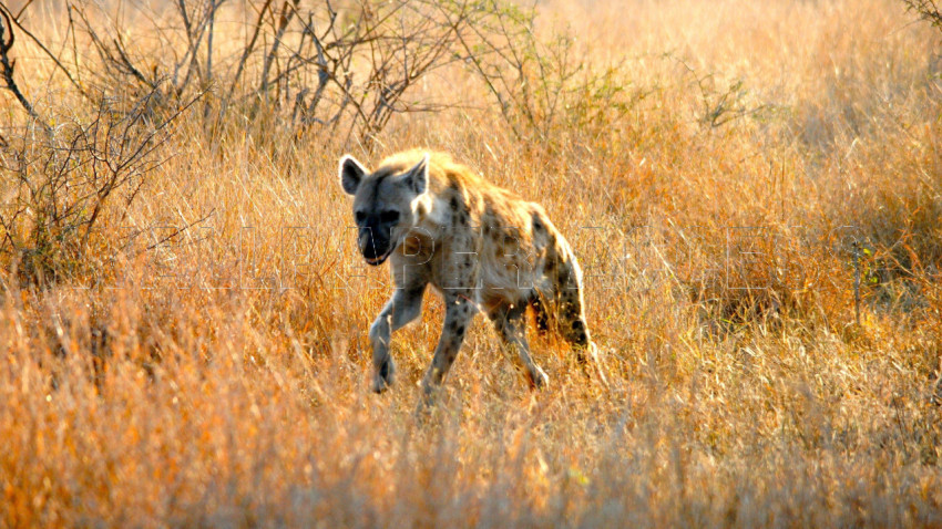 Hyena Wallpapers