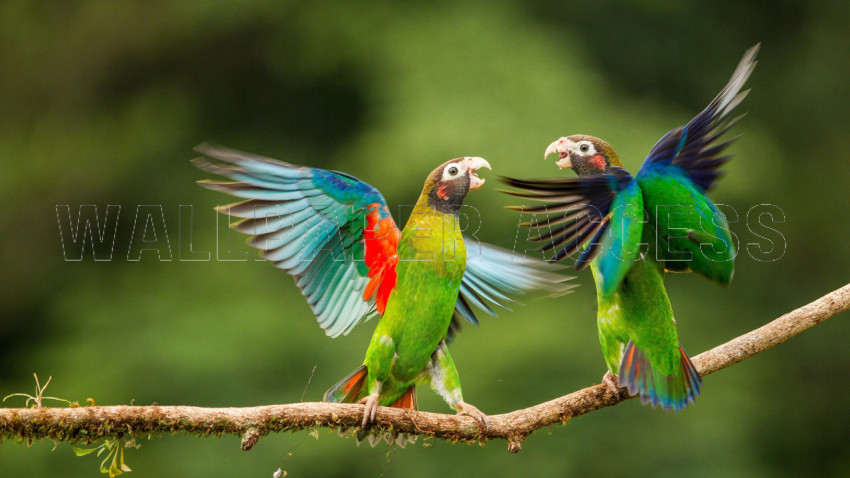 Parrots Wallpapers