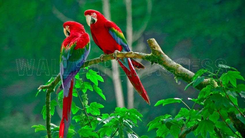 Parrots Wallpapers