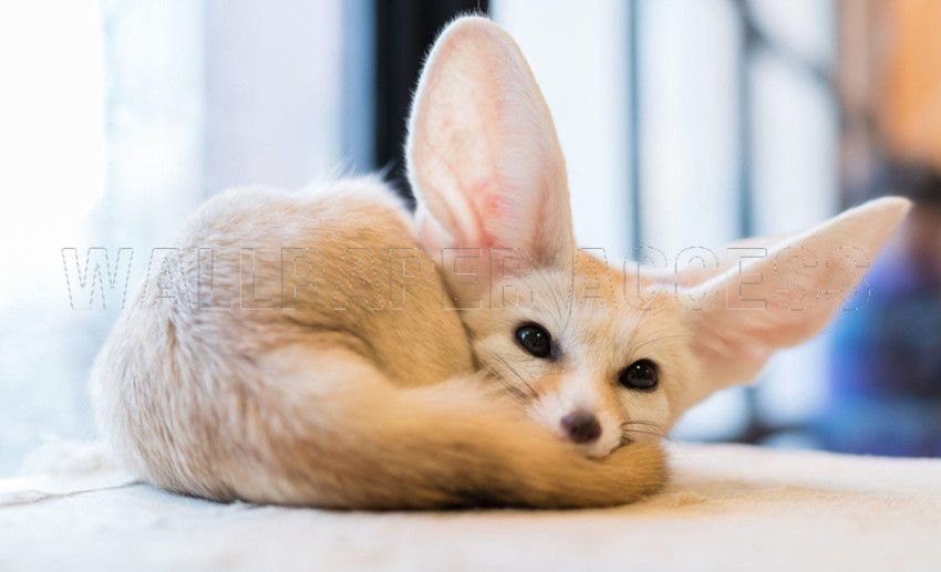 Fennec Fox Wallpapers