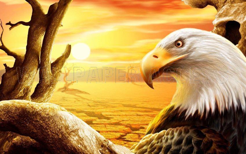 Eagle Wallpapers