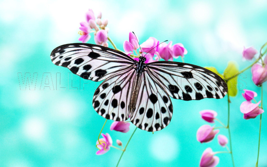 Butterflies Wallpapers