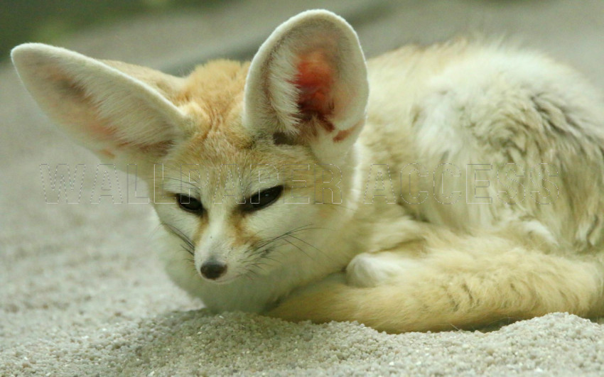 Fennec Fox Wallpapers
