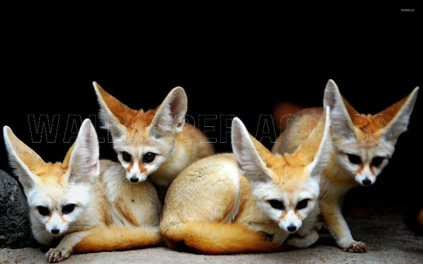 Fennec Fox Wallpapers
