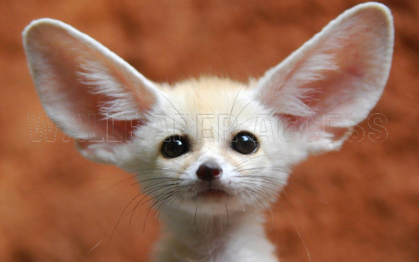 Fennec Fox Wallpapers