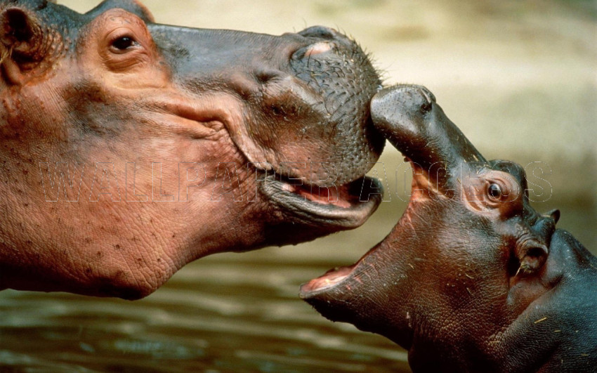 Hippopotamus Wallpapers