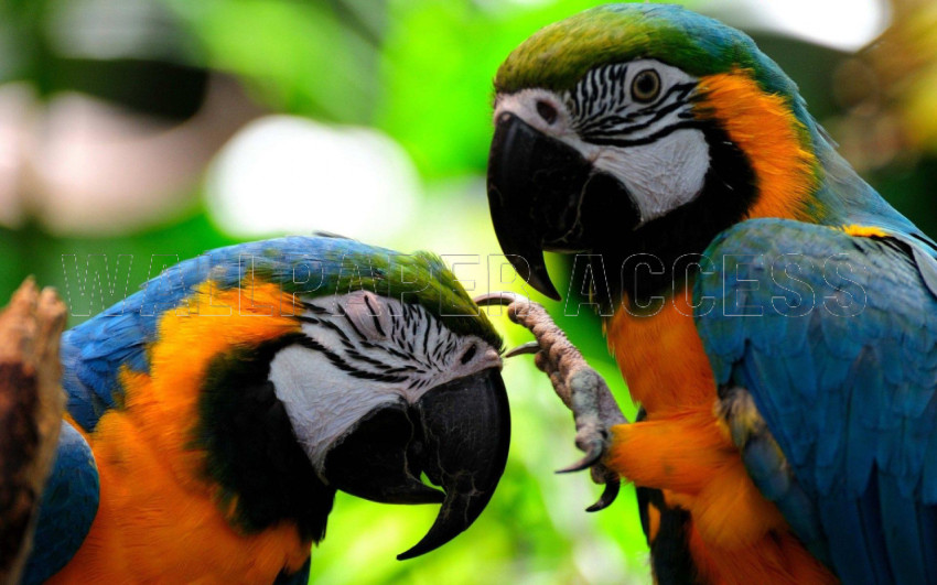 Parrots Wallpapers