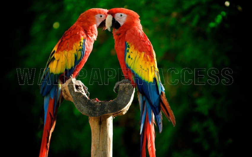 Parrots Wallpapers
