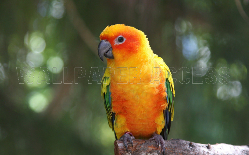 Parrots Wallpapers