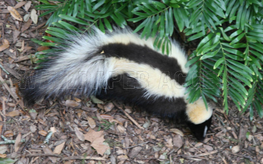 Skunk Wallpapers