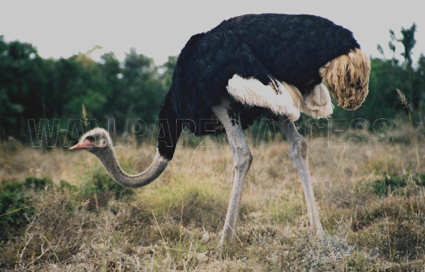 Ostrich Wallpapers