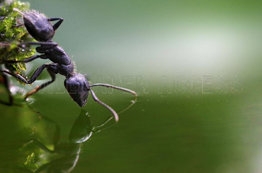 Ant Wallpapers