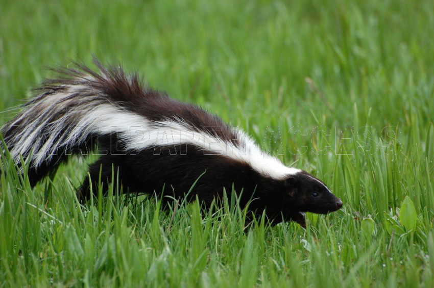 Skunk Wallpapers