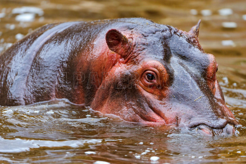 Hippopotamus Wallpapers