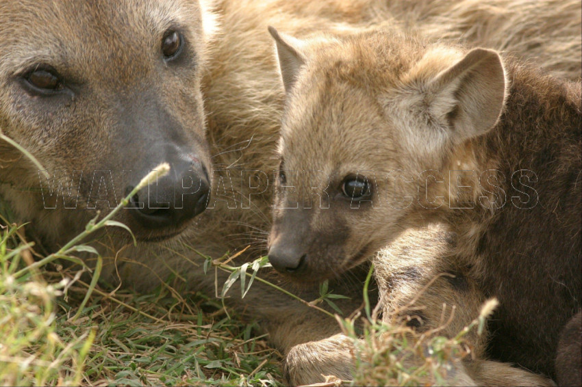 Hyena Wallpapers