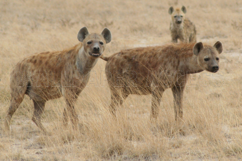 Hyena Wallpapers