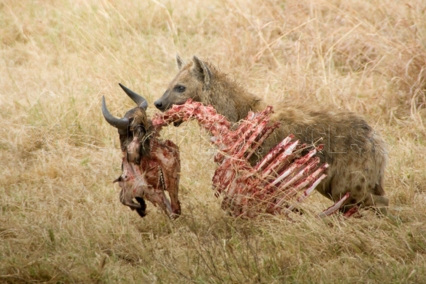 Hyena Wallpapers