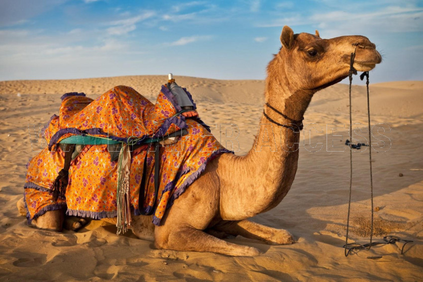 Camel Wallpapers