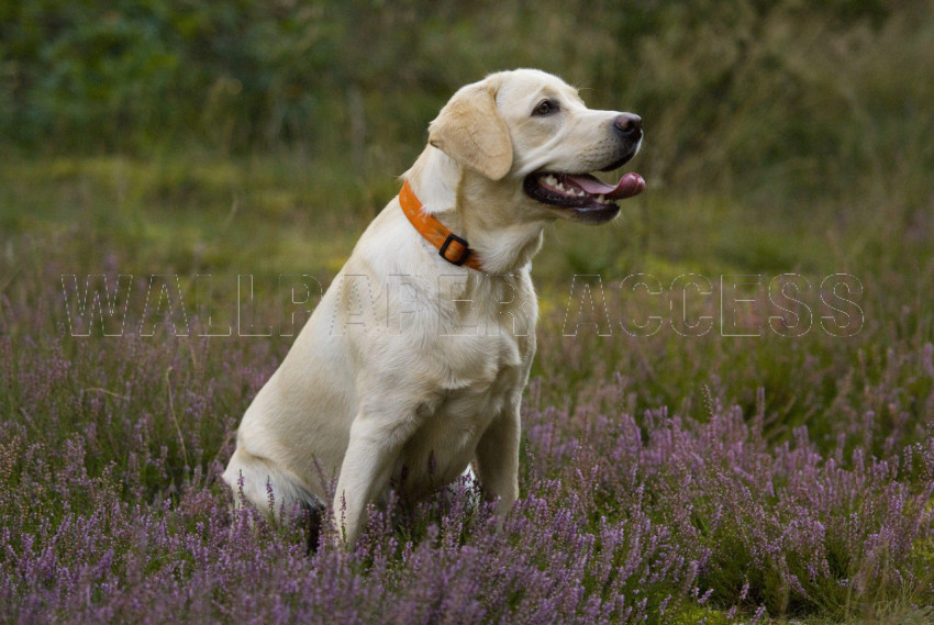 Labrador Wallpapers