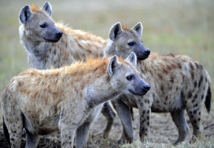 Hyena Wallpapers