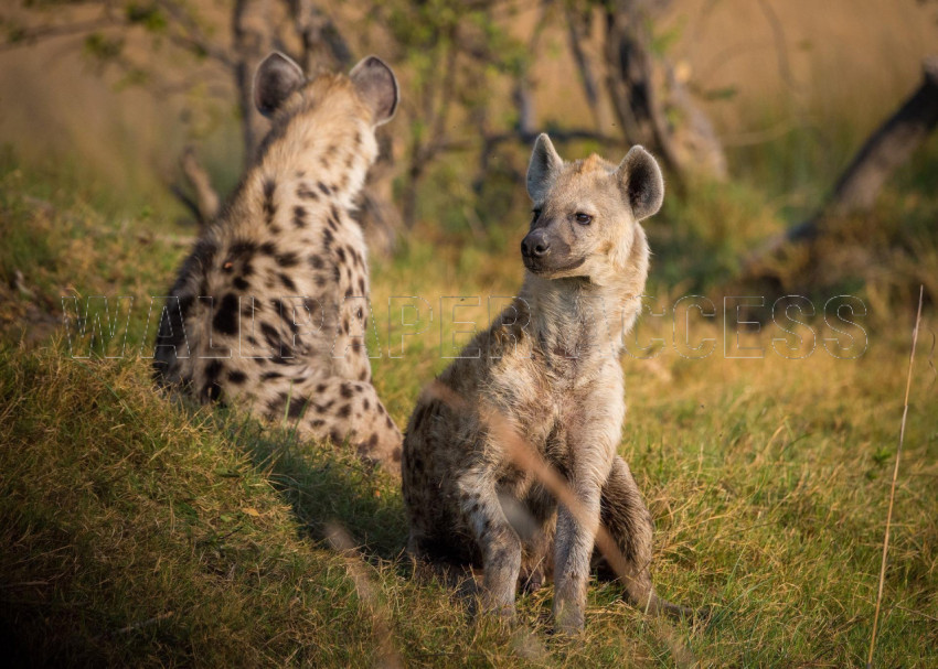 Hyena Wallpapers