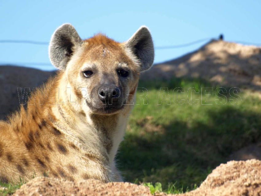 Hyena Wallpapers