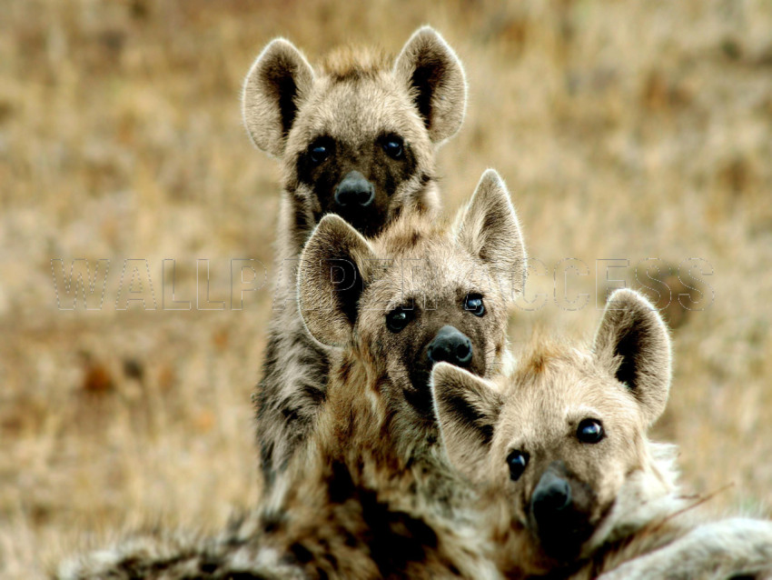 Hyena Wallpapers