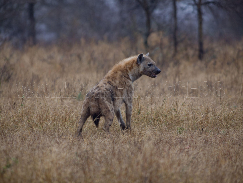 Hyena Wallpapers