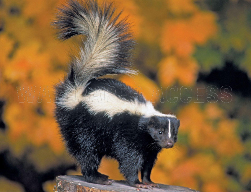 Skunk Wallpapers