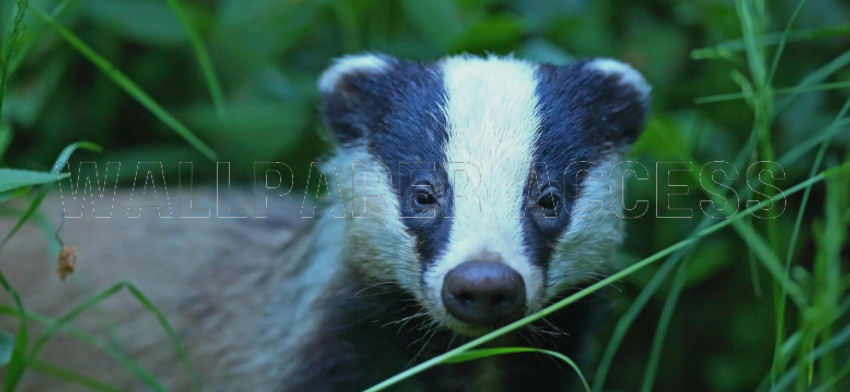 Badger Wallpapers