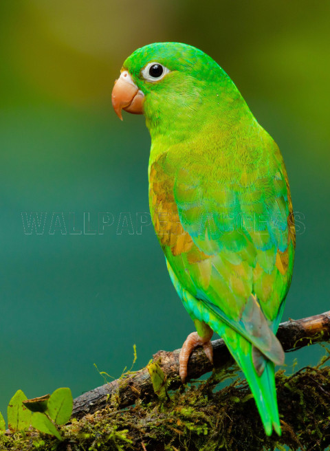Parakeet Wallpapers
