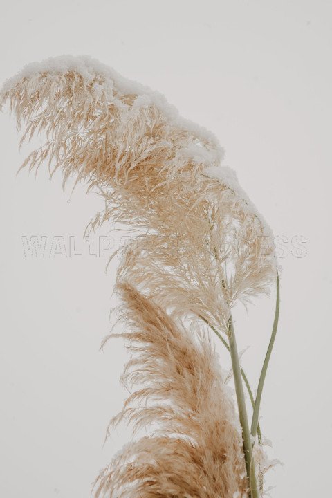 pexels larissa farber 19324900